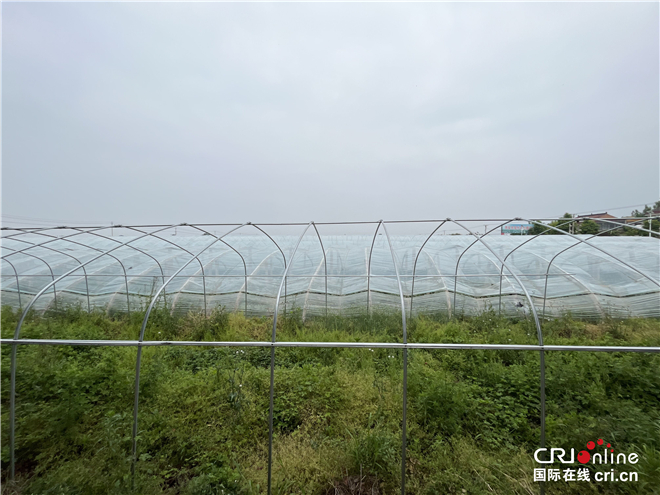 （陕西省唯一附链接）激活阎良甜瓜种植“密钥” 电力为区域乡村振兴赋能