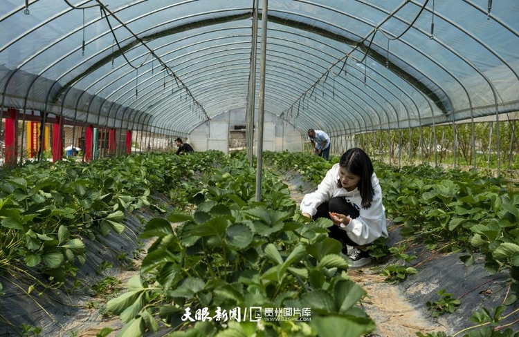 （中首）贵州赫章：党建引领助推乡村振兴