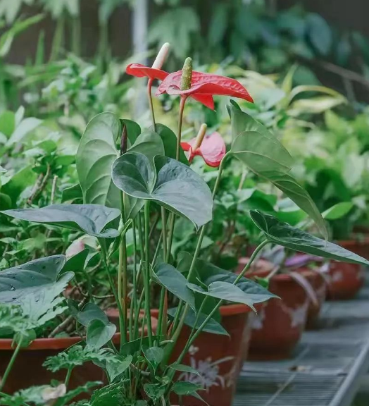 走！带你看看冰城高校那些奇花异草