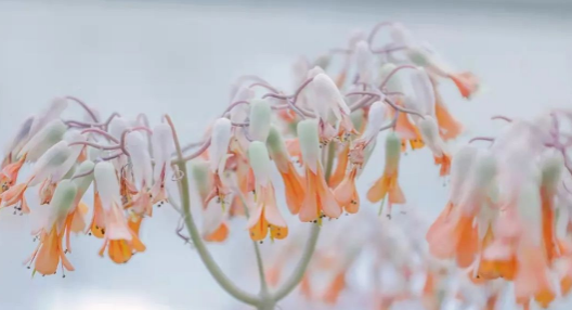 走！带你看看冰城高校那些奇花异草