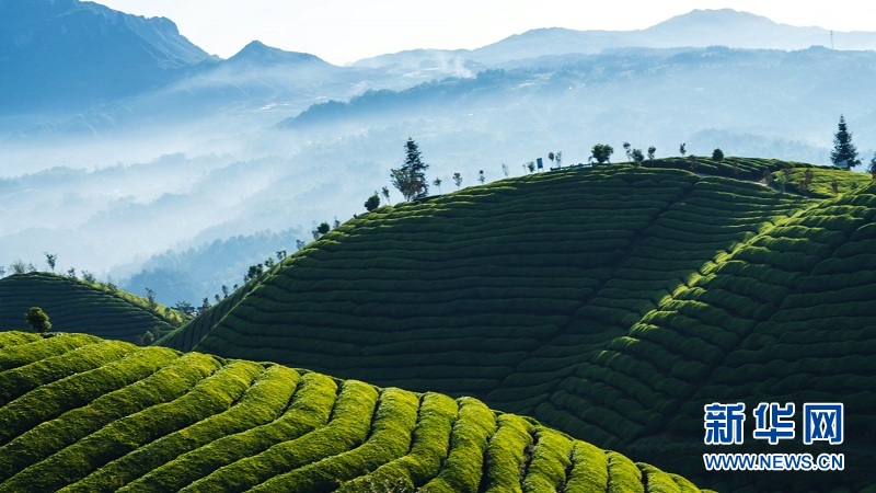 湖北鹤峰：万亩茶山 “碧波”荡漾