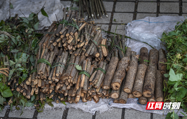 端午节十里不同俗丨走进湖南炎陵“百草园”