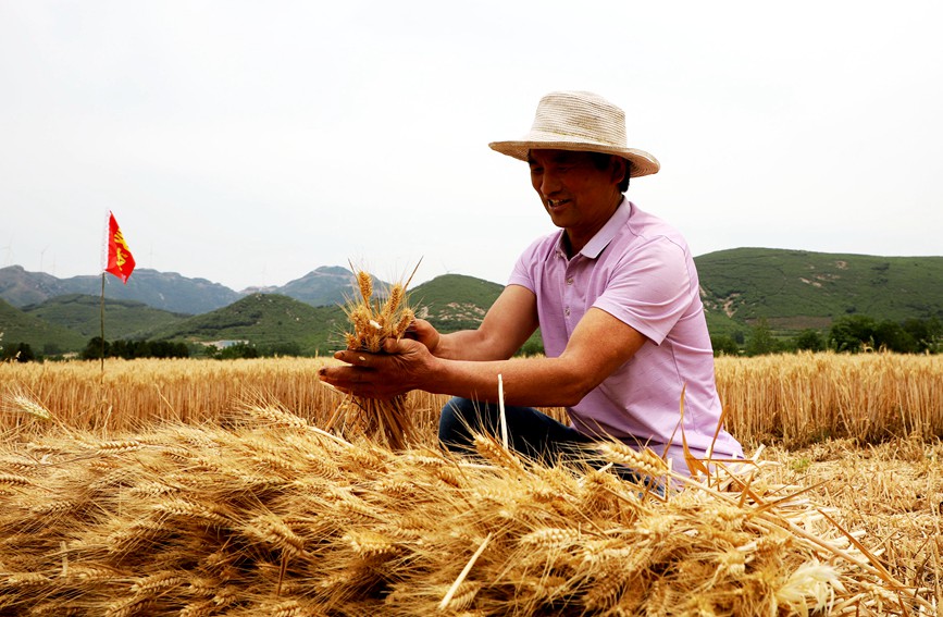河南：抢抓农时忙夏收 确保颗粒归仓