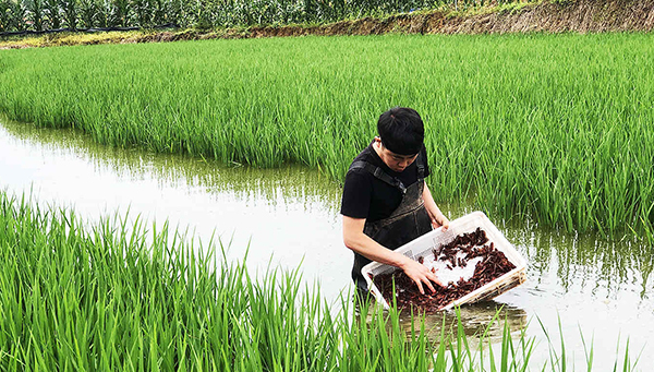 自贡沿滩：“稻虾种养”双轨跑 芒种稳粮增收农家忙_fororder_2投放虾苗