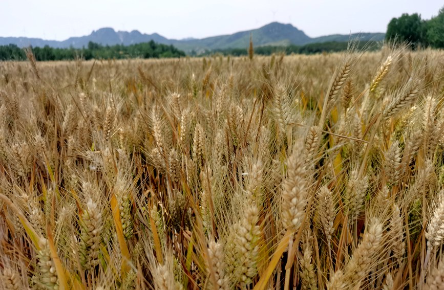 河南：抢抓农时忙夏收 确保颗粒归仓