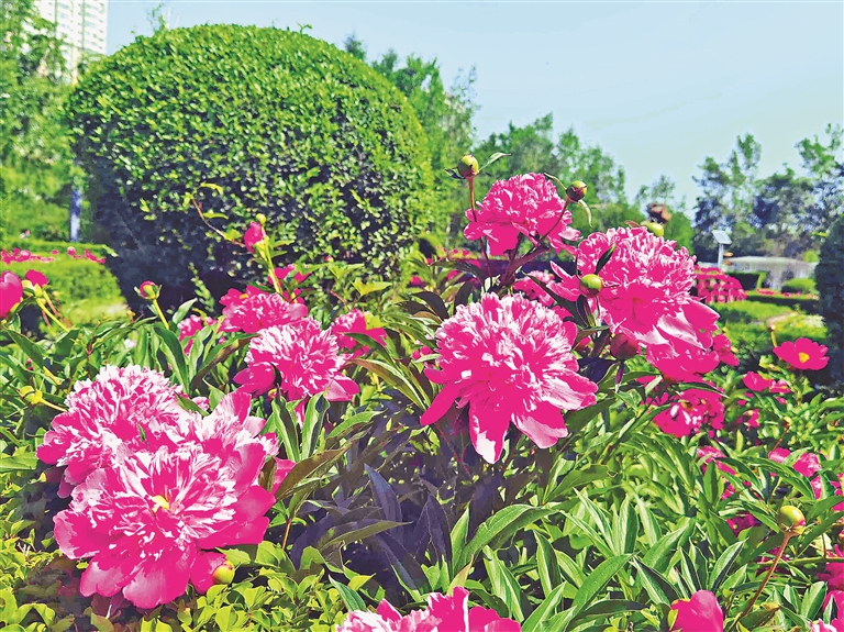哈尔滨：芍药园进入最美花季