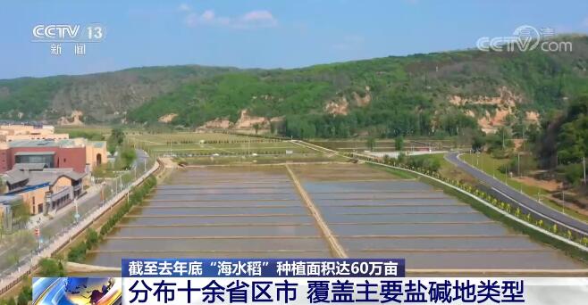 全国多地开启大规模“海水稻”插秧 “海水稻”已得到规模化产业化大面积推广