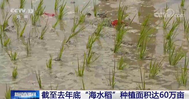 全国多地开启大规模“海水稻”插秧 “海水稻”已得到规模化产业化大面积推广