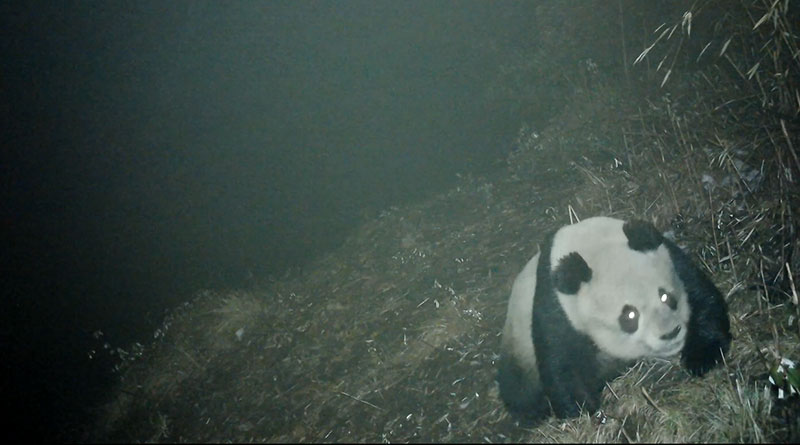 又又又“上新” 德阳绵竹成野生大熊猫活动乐园_fororder_0518150232
