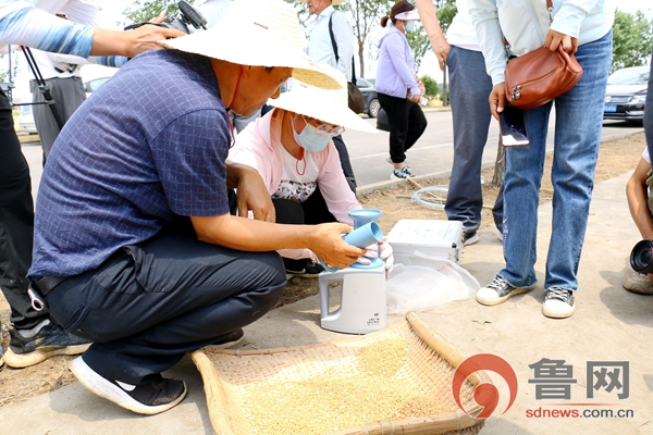 亩产801.72公斤！滕州市级索镇刷新全国超强筋小麦单产纪录