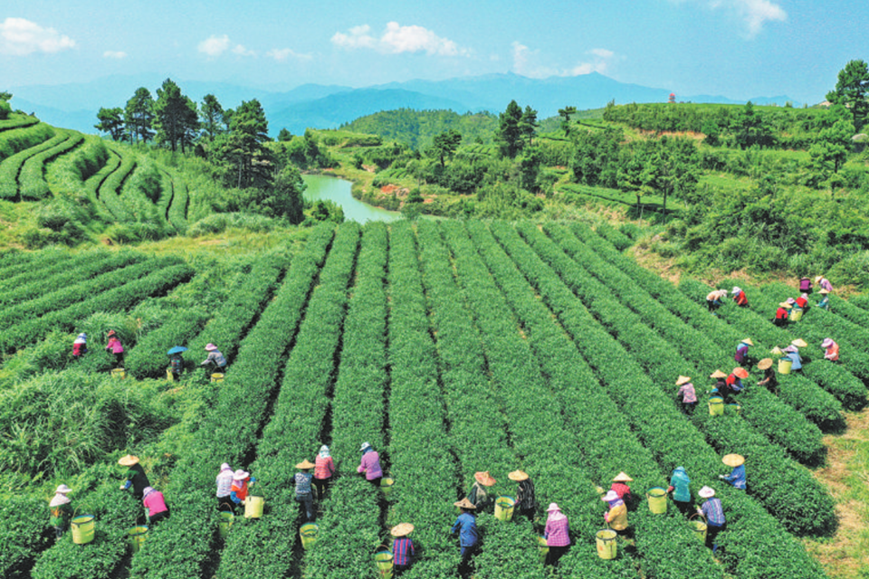 福建同安：高山茶香飘五湖四海_fororder_截图20220614091236