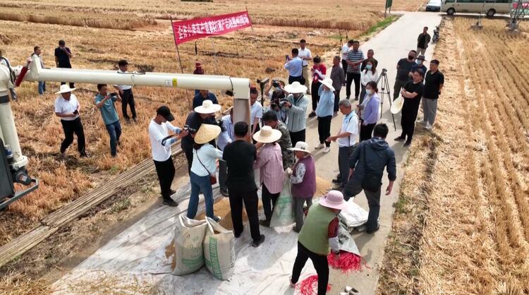 801.72公斤！济麦44刷新全国超强筋小麦单产纪录