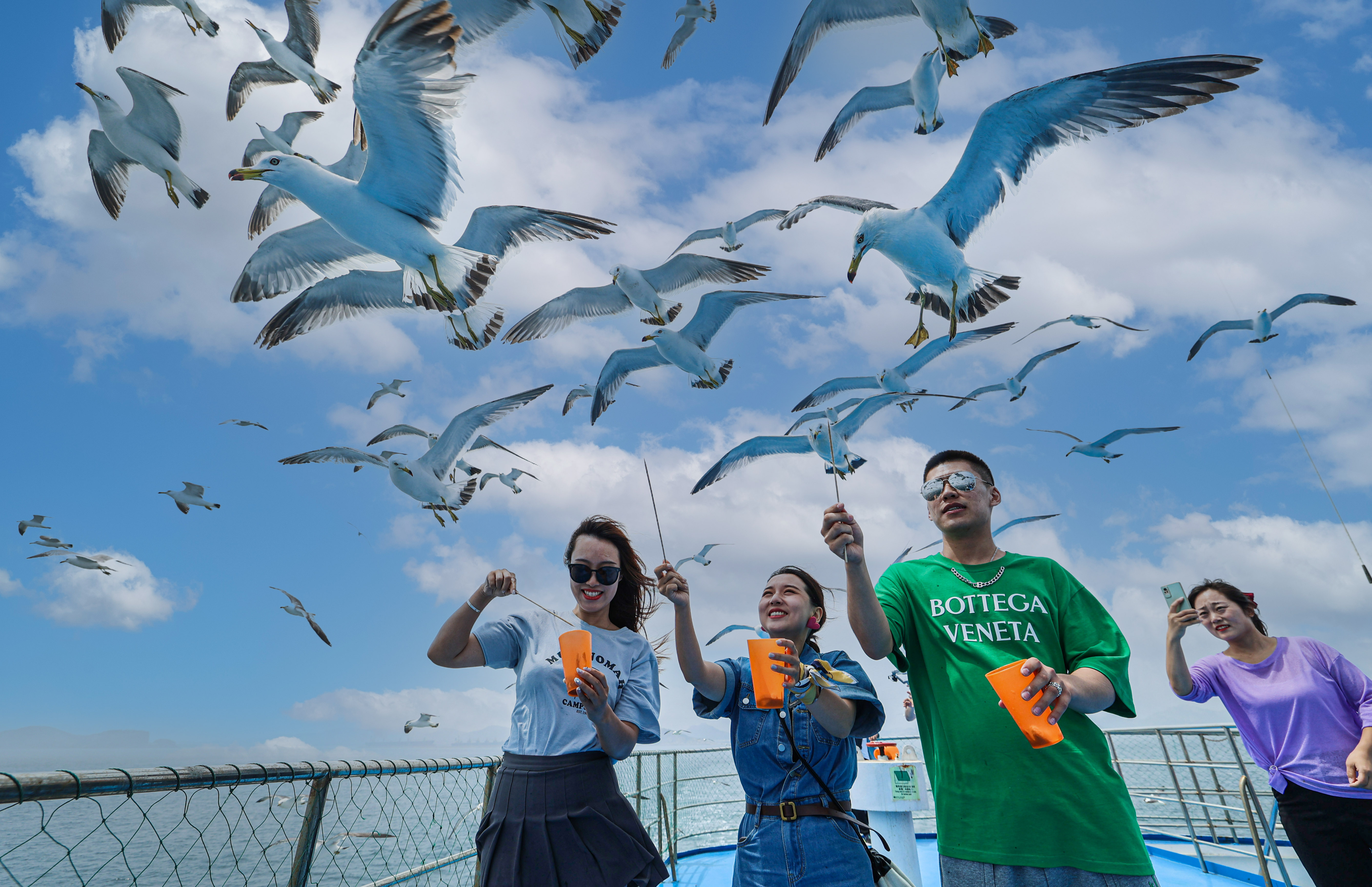 威海荣成：与鸥同行 乐享盛夏之旅