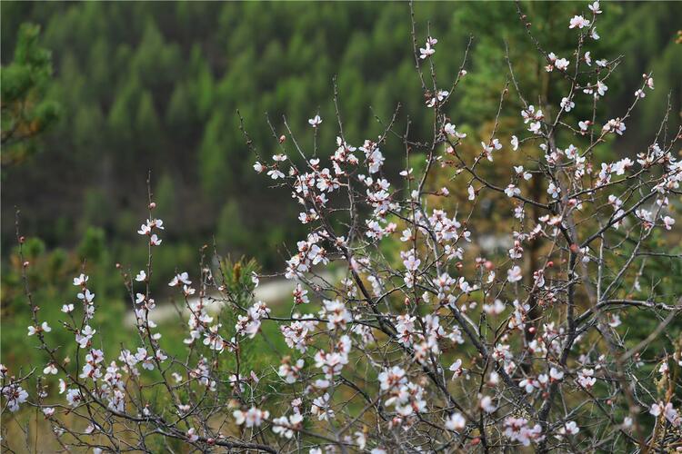 内蒙古大兴安岭上山杏花开更灿烂_fororder_4
