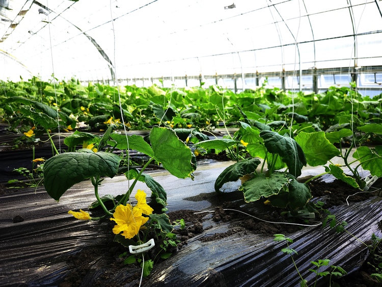 800余栋棚室瓜菜拓宽致富增收路