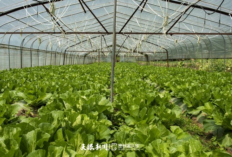 （中首）贵州赫章：党建引领助推乡村振兴