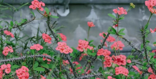 走！带你看看冰城高校那些奇花异草
