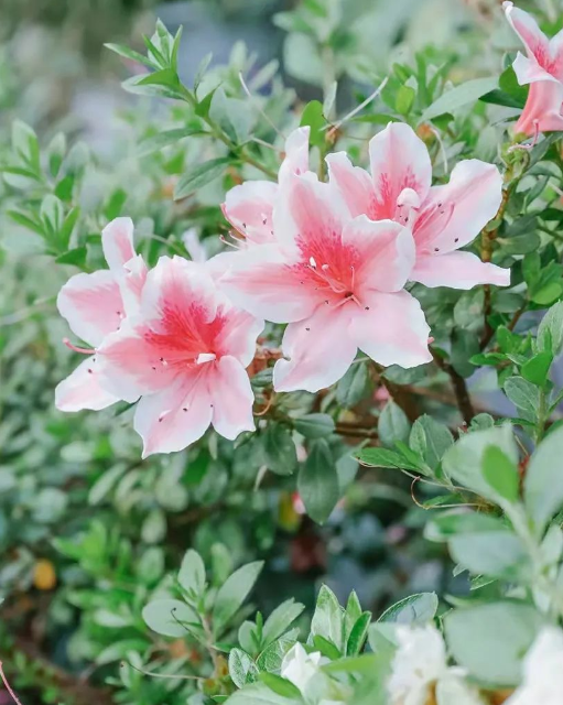 走！带你看看冰城高校那些奇花异草