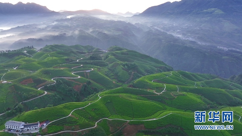 湖北鹤峰：万亩茶山 “碧波”荡漾