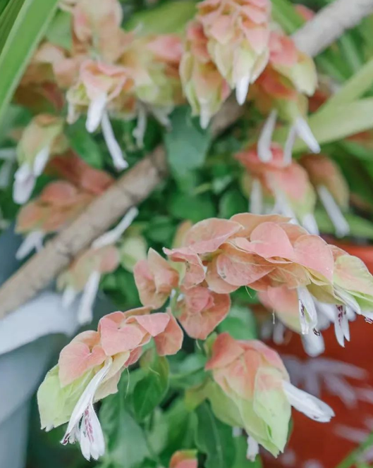走！带你看看冰城高校那些奇花异草