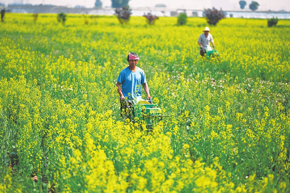 图片默认标题_fororder_油菜花