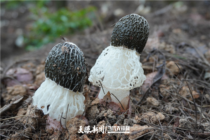 【大国“粮”策】贵州：科技育种，抓牢农业现代化种业“芯”