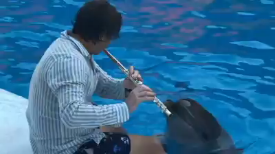 1_fororder_海豚1