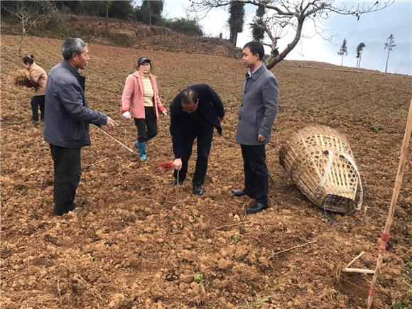 【区县联动】【黔江】黔江：石家镇掀起蚕桑生产“三冬”工作的高潮【区县联动】黔江石家镇掀起蚕桑“三冬”工作高潮