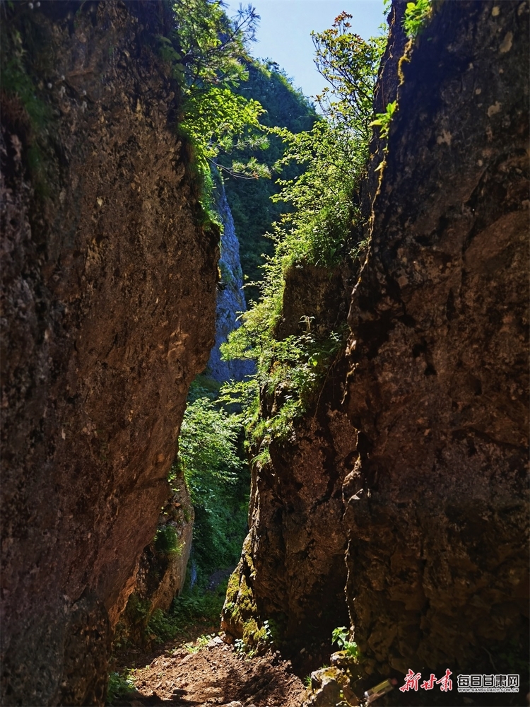 【焦点图】集华山之险和庐山之秀于一身 康县龙王山你去过吗_fororder_5