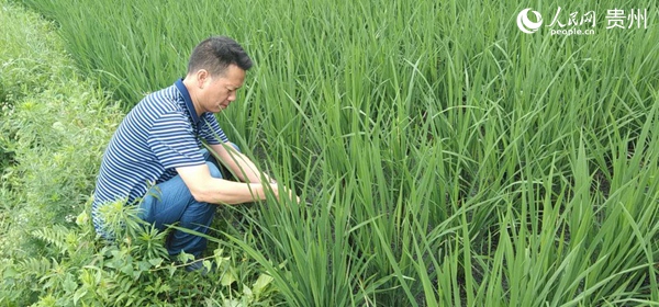 贵州桐梓：把饭碗牢牢端在自己手中