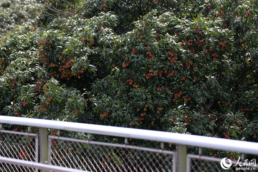厦门山海健康步道：夏至时节荔枝挂满枝头  青红相映芬芳袭人