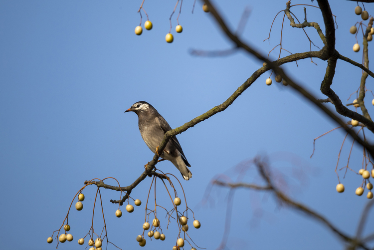 世界环境日丨看洞庭湖蓝天碧水 百鸟纷飞_fororder_灰椋鸟（学名：Sturnus cineraceus）：是雀形目椋鸟科的物种，栖息于平原或山区的稀树地带，繁殖期成对活动，非繁殖期常集群活动，主要取食昆虫，分布于欧亚大陆及非洲北部，中国为黑龙江以南至辽宁、河北、内蒙古以及黄河流域一带的夏候鸟，迁徙及越冬时普遍见于东部至华南广大地区。