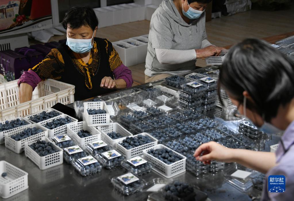 青岛：蓝莓丰收采摘忙