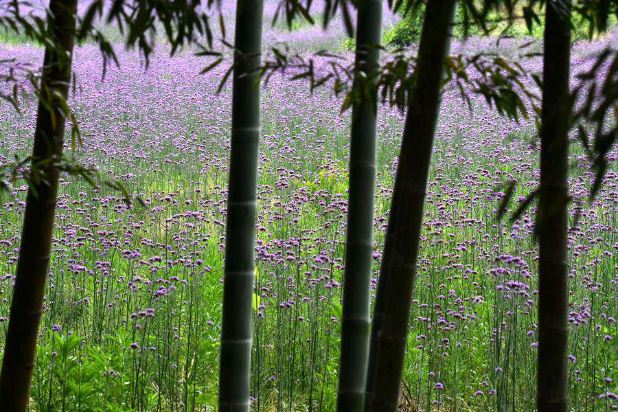 福建永安：梦幻花海现 新蝶蹁跹来