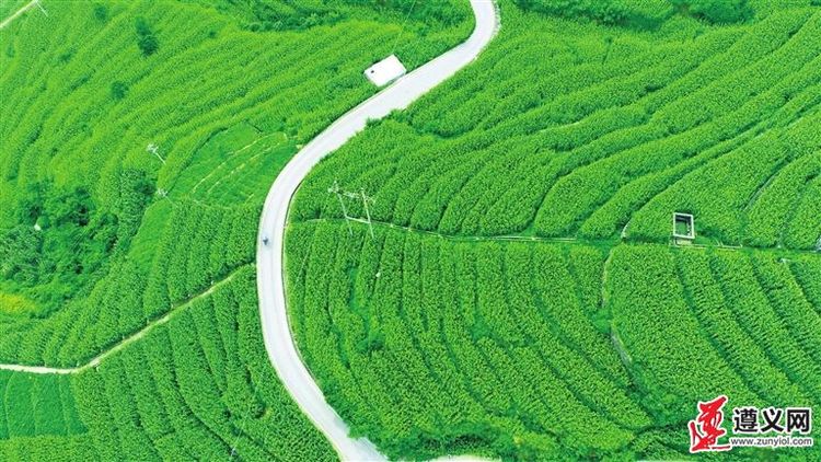 高粱地 展新颜 话丰年 ——贵州省仁怀市打造有机高粱标准化基地建好“第一车间”观察