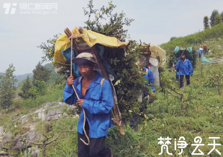 给生活加点“料”！贵州沿河这个村500亩花椒喜获丰收