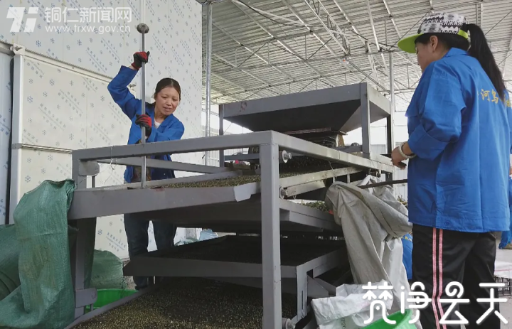 给生活加点“料”！贵州沿河这个村500亩花椒喜获丰收