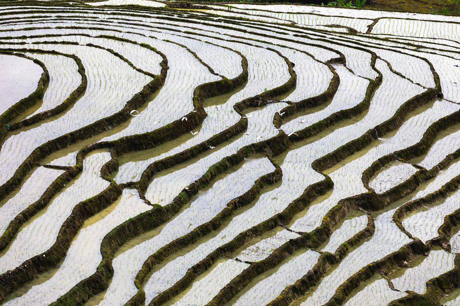 福建华安：晚稻插秧农事繁忙 千亩梯田勾勒田园画卷