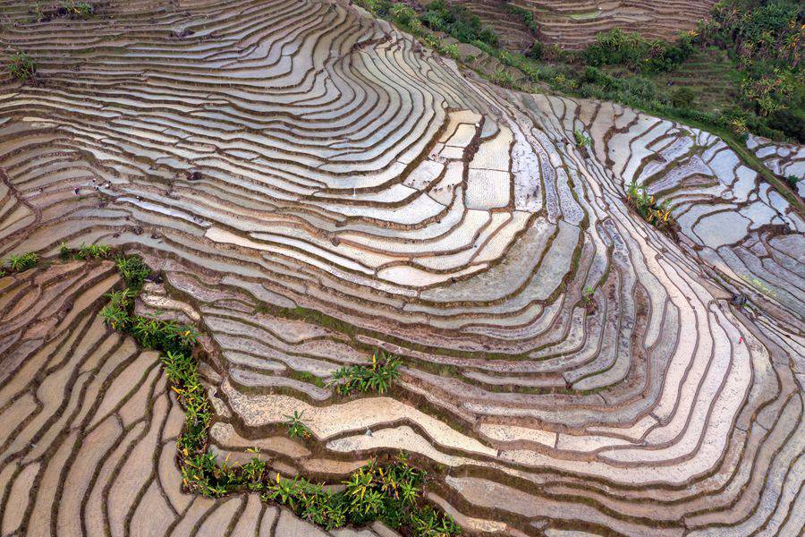 福建华安：晚稻插秧农事繁忙 千亩梯田勾勒田园画卷