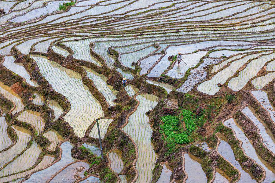 福建华安：晚稻插秧农事繁忙 千亩梯田勾勒田园画卷