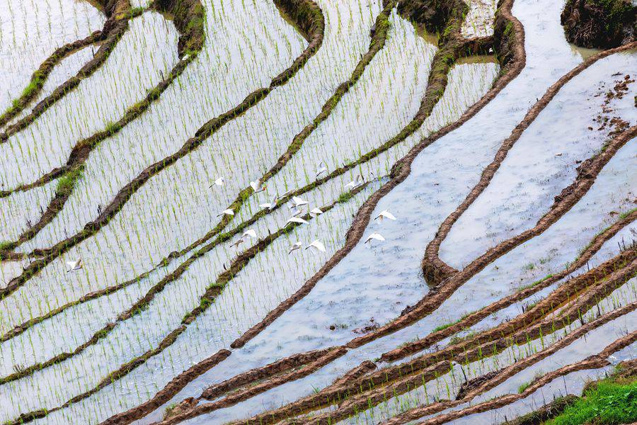 福建华安：晚稻插秧农事繁忙 千亩梯田勾勒田园画卷