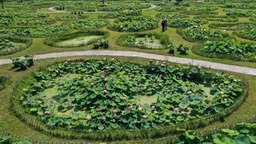 池杉湖湿地： 鹭鸟蹁跹 莲荷盛开