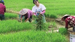 公益田里播种希望