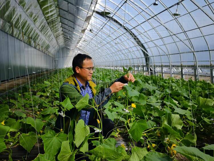 800余栋棚室瓜菜拓宽致富增收路