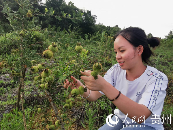 贵州毕节:金沙300多成功人士返乡创业巩固脱贫攻坚成效
