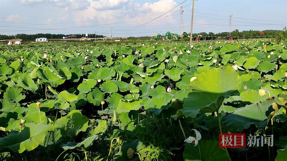 湖北孝感：荒地变成荷花园 村民迎来“家门口吃上旅游饭”