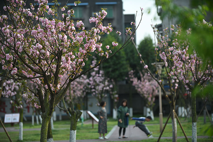 （转载）四川绵竹：如椽巨笔 绘就幸福生活新图景