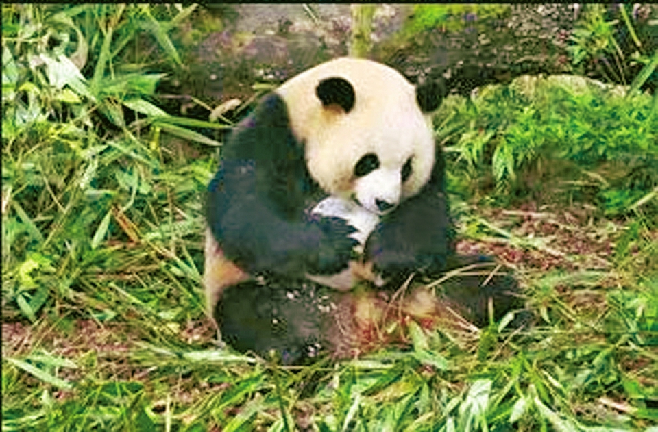 （转载）炎炎夏日 “滚滚”降暑有“三宝”