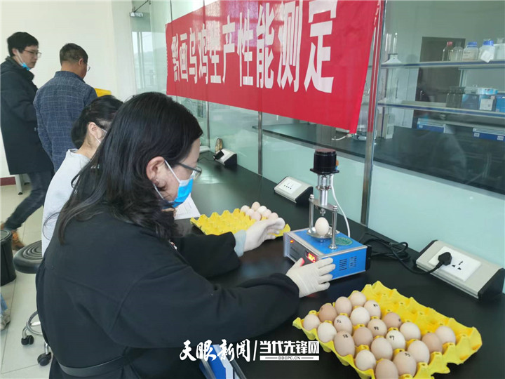 【大国“粮”策】贵州：科技育种，抓牢农业现代化种业“芯”