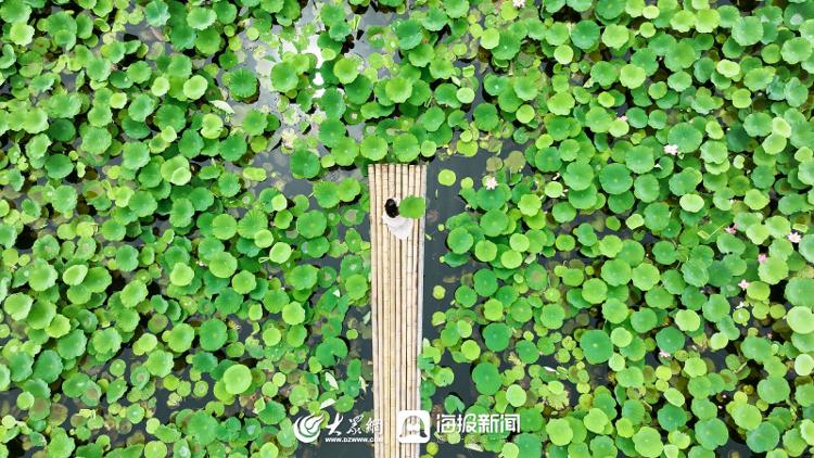 小暑，来日照过清凉一夏